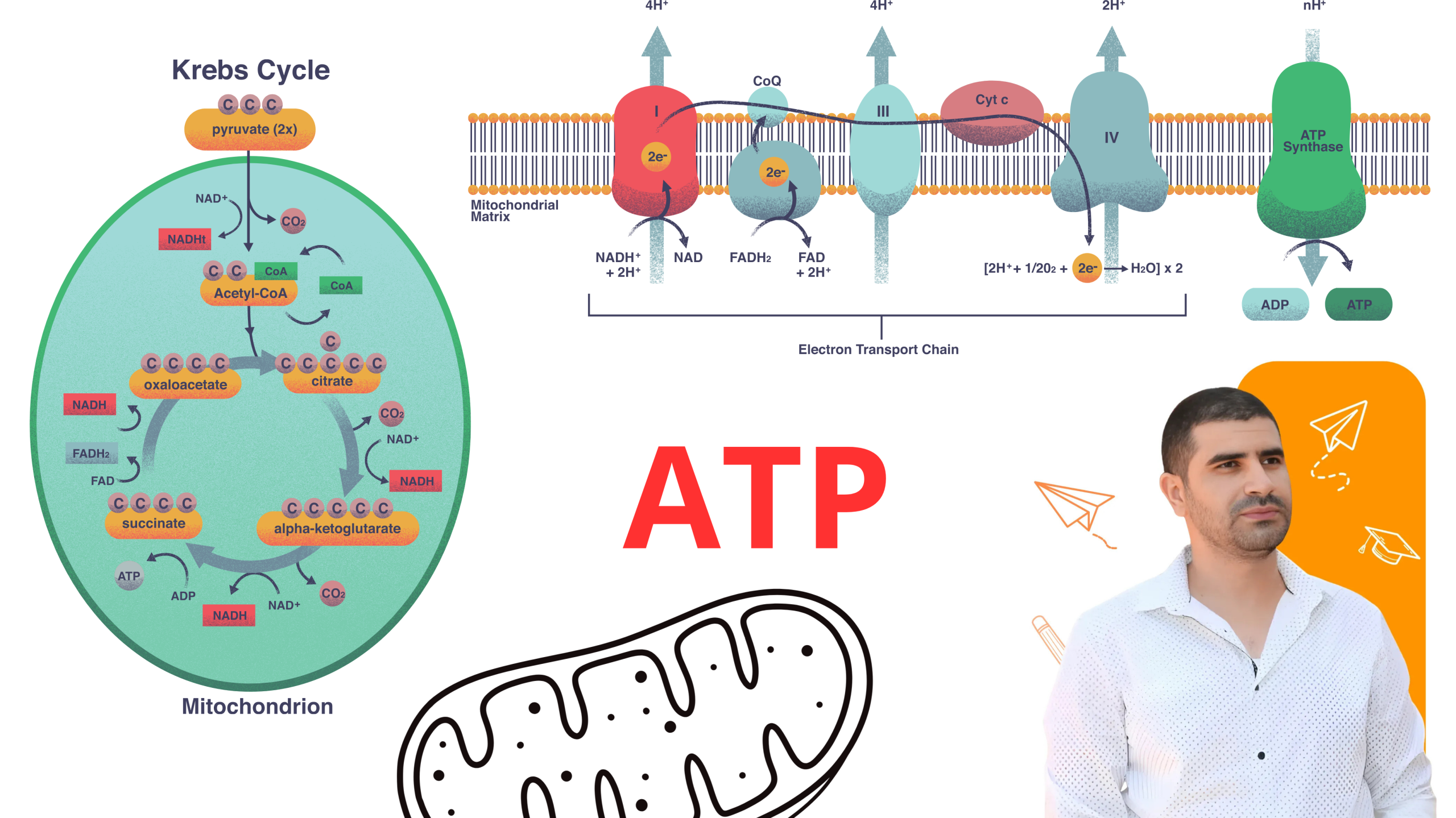 ATP