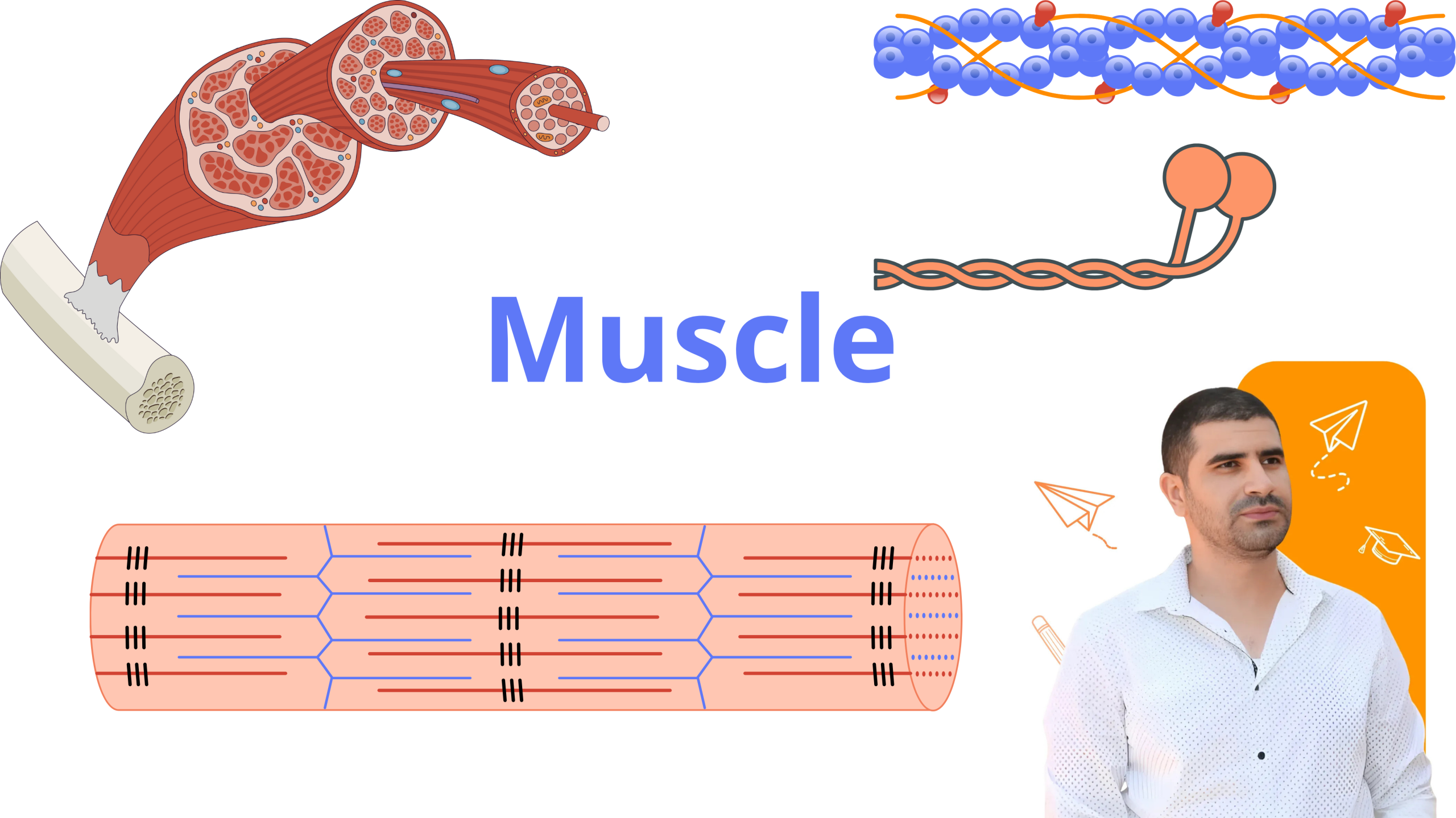 Muscle