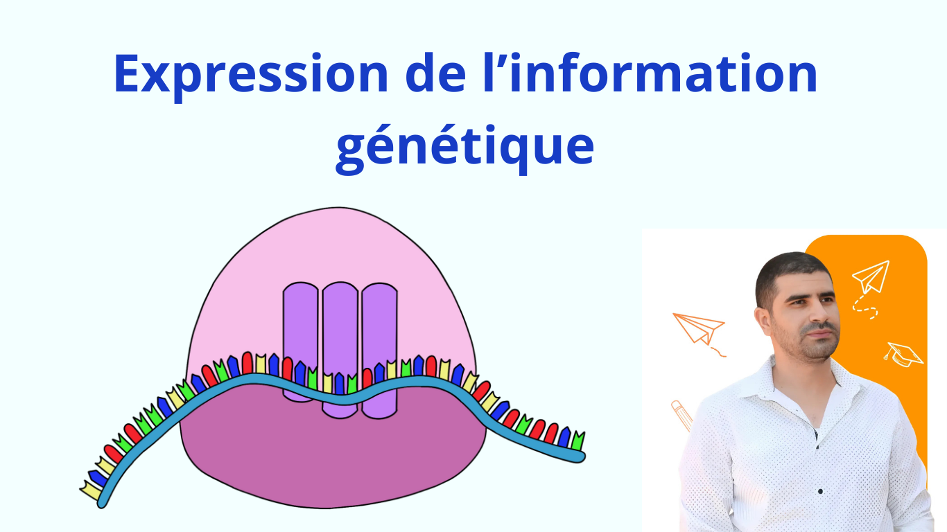 ADN- Expression de l&rsquo;information génétique