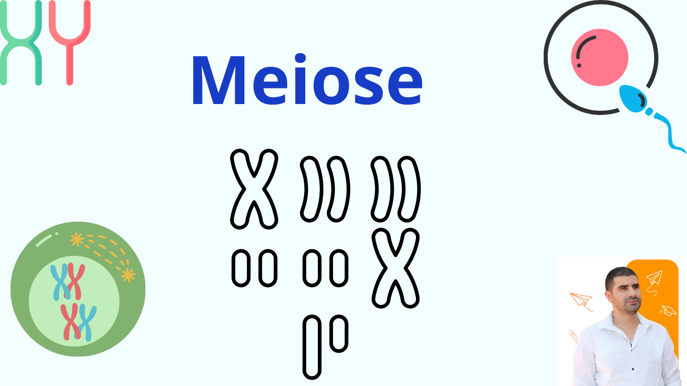 ADN-Méiose