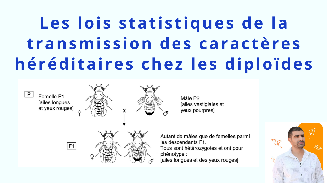 Les lois statistiques de la transmission des caractères héréditaires chez les diploïdes